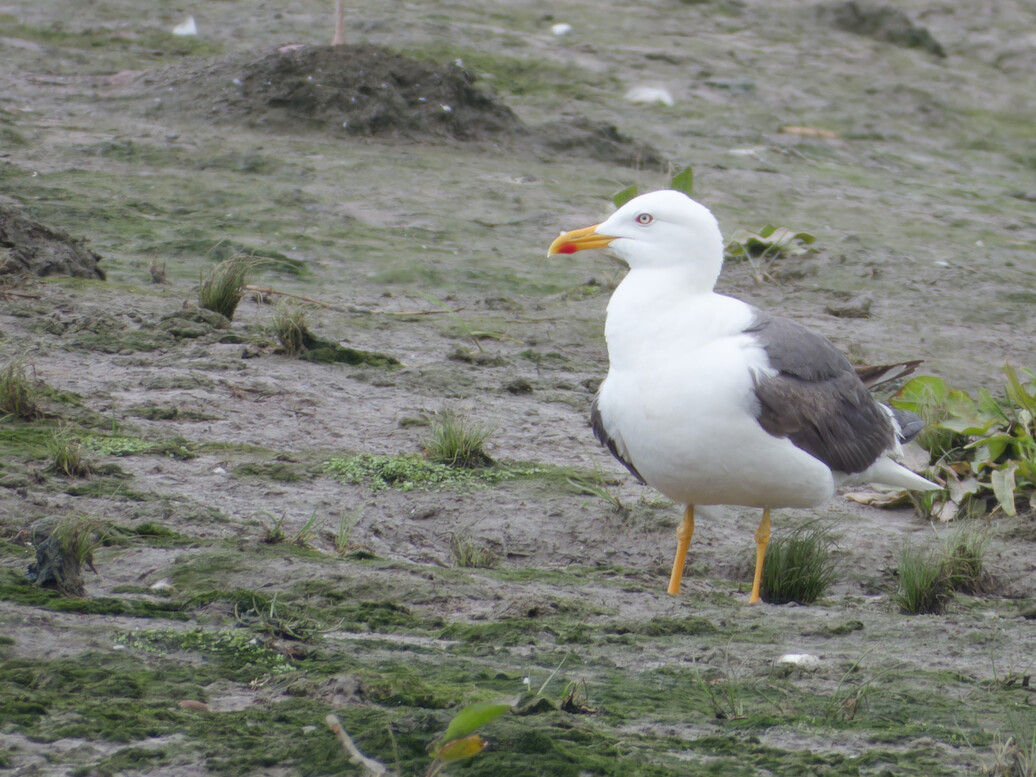 Photo of Lesser Black Backed Gull